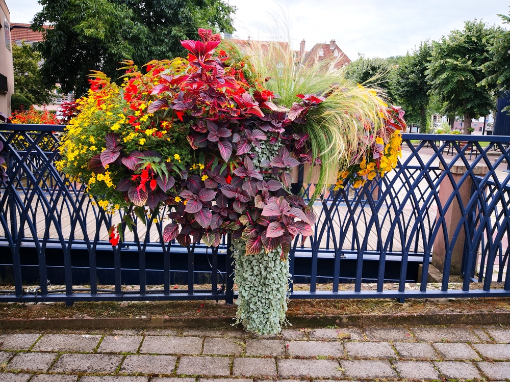 Original hanging flower bed with colorful painted nettle (Coleus), silver ponysfoot (Dichondra argentea, silver nickel vine) and other flowering plants hanging till the ground on bridge in summer